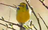 Скільки типів wagtail ви знаєте? Перевір себе